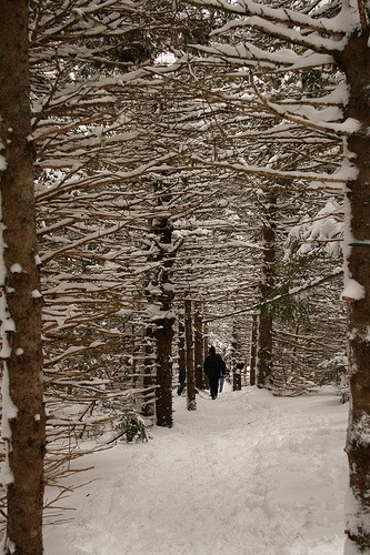 History of Maple Sugar and Maple Syrup