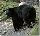 black bear identification