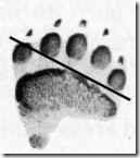 Black bear Track paw print