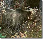 grizzly bear identification