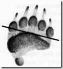 Grizzly bear Track paw print